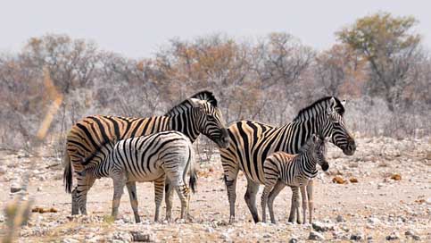 Zebra Nature Namibia Africa Picture