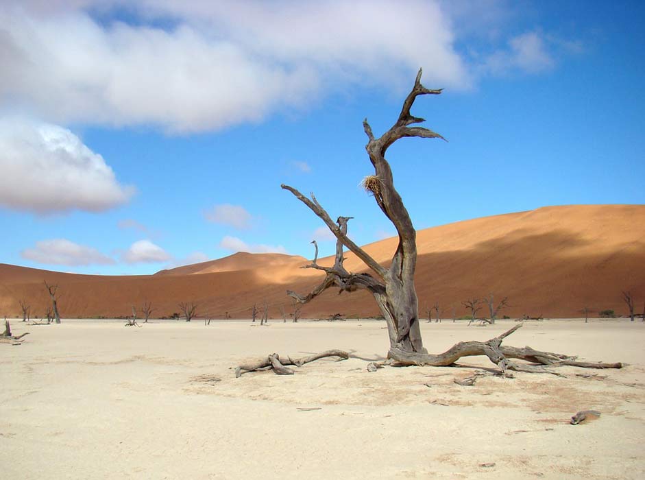Dune Sand Desert Tree