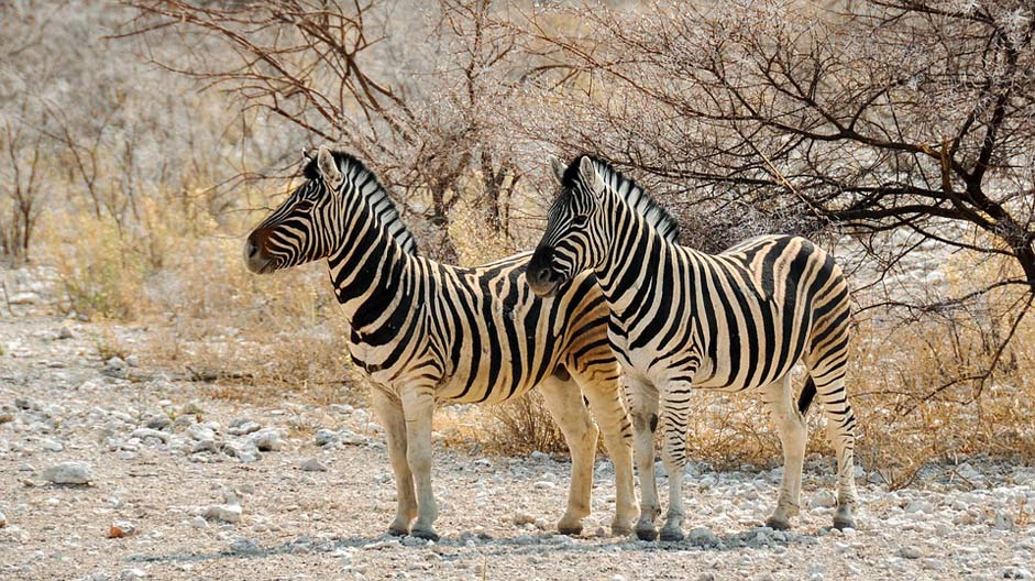Nature Namibia Africa Zebra