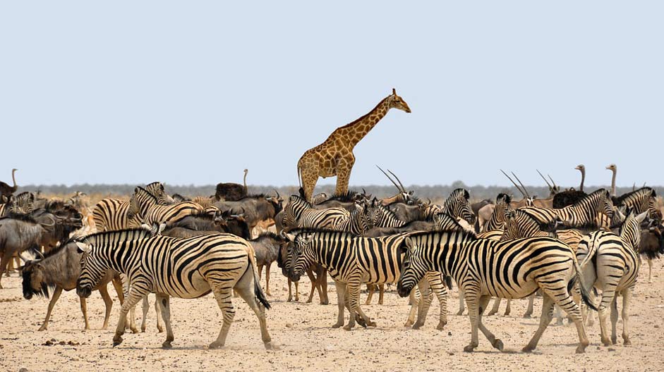 Africa Giraffe Gnu Zebra