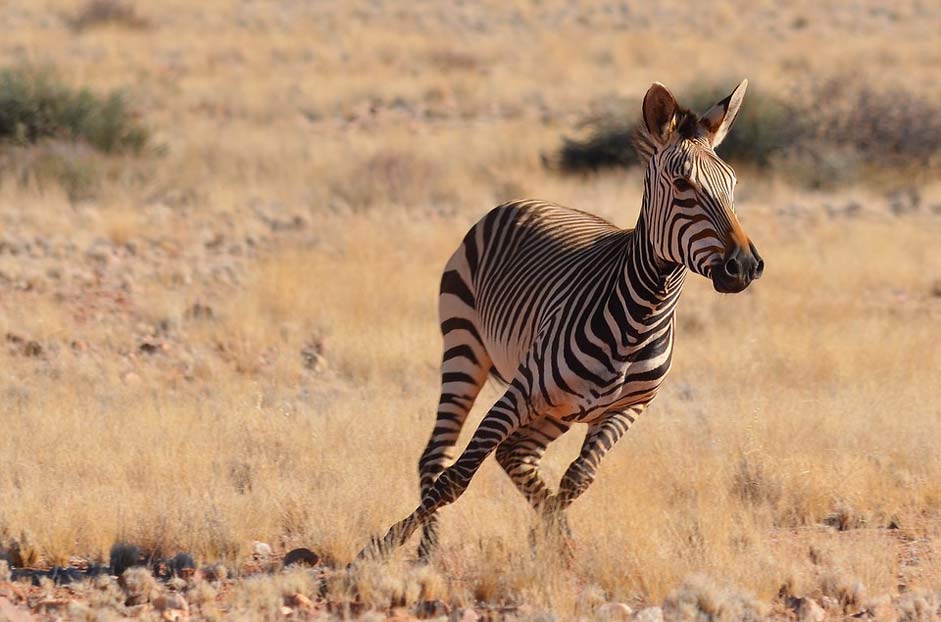 Animal Africa Namibia Zebra