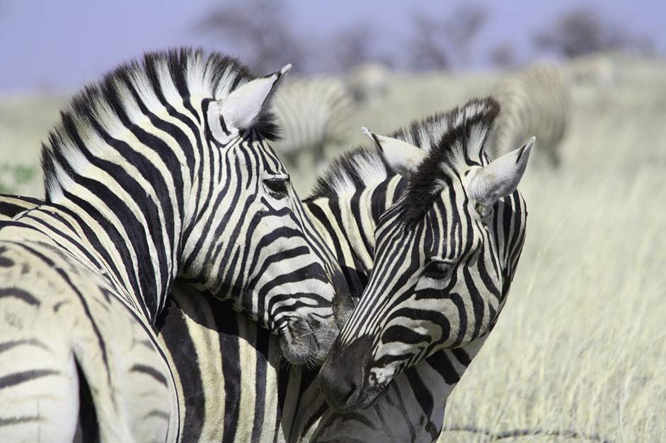 Stripes Crosswalk Africa Zebras