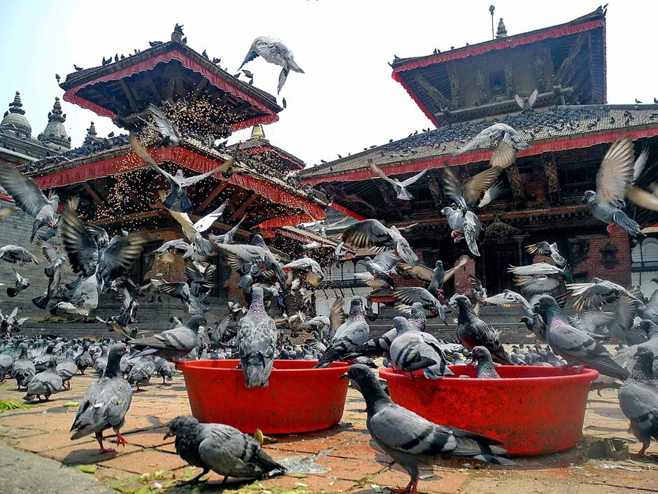 Pigeons Birds Nepal Kathmandu