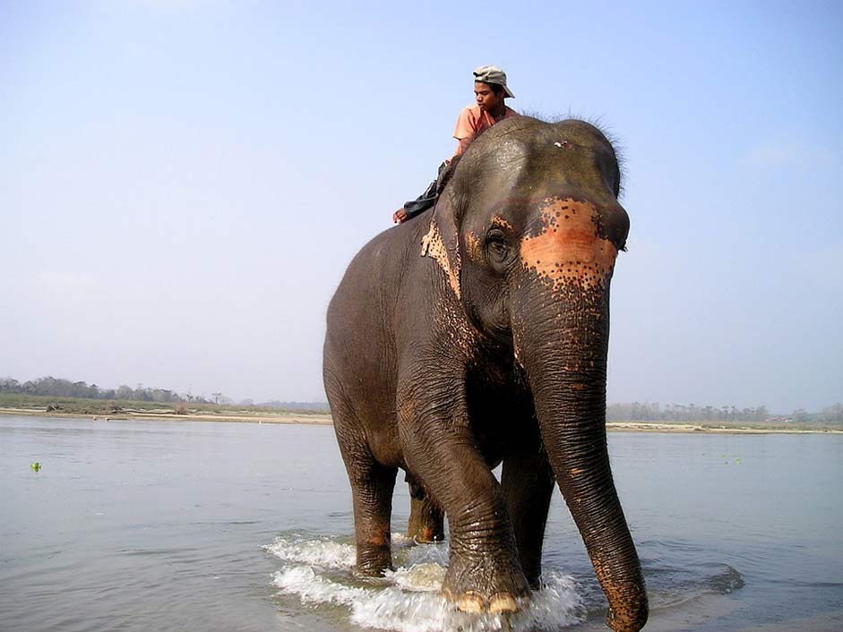 Elephant-Driver Elephant Nepal