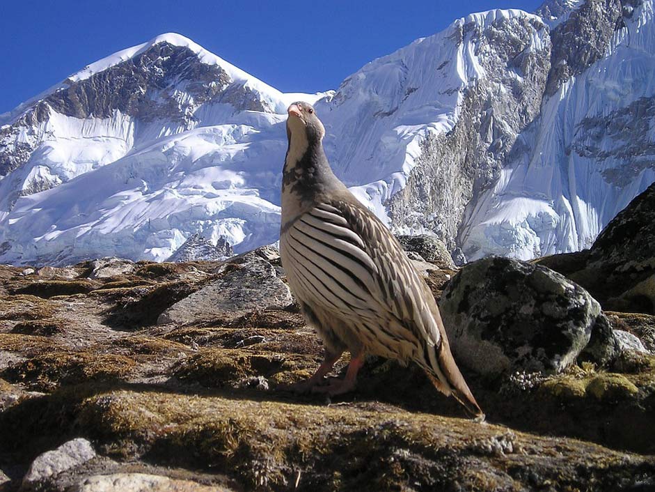 Wilderness Bird Himalayas Nepal