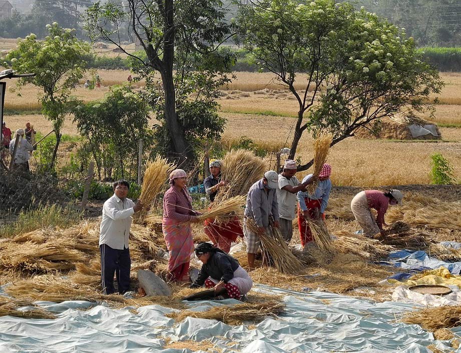 Wheat Gathering People Nepal