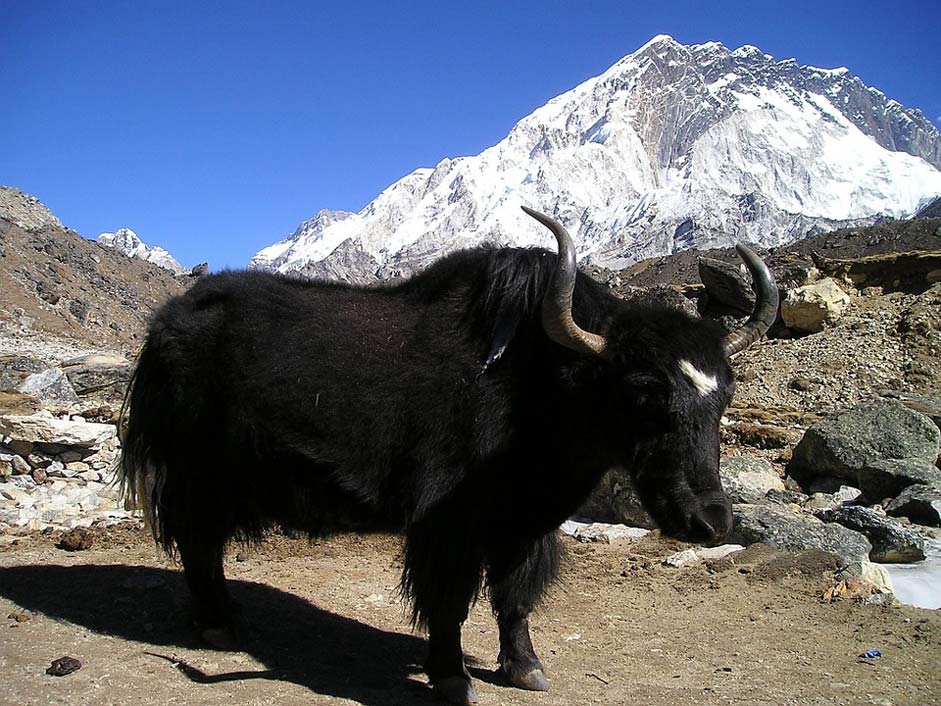 Ox Tibetan Yak Nepal