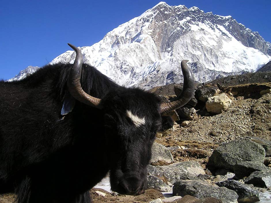 Ox Tibetan Yak Nepal