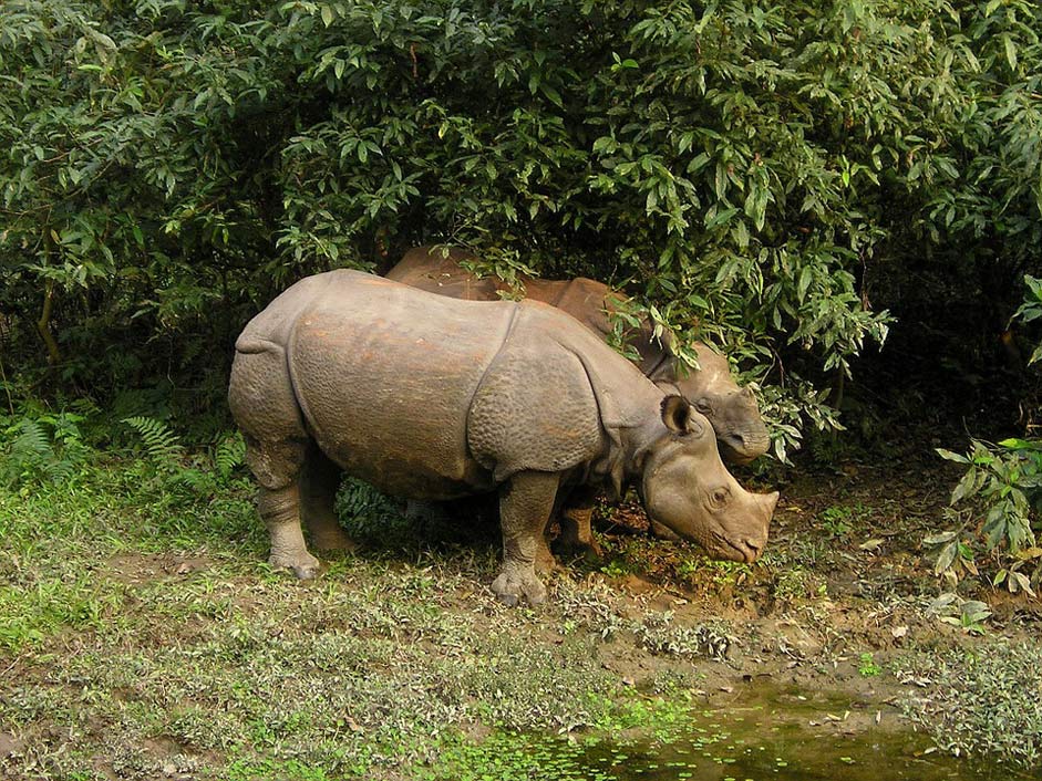Chitwan National-Park Nepal Rhino