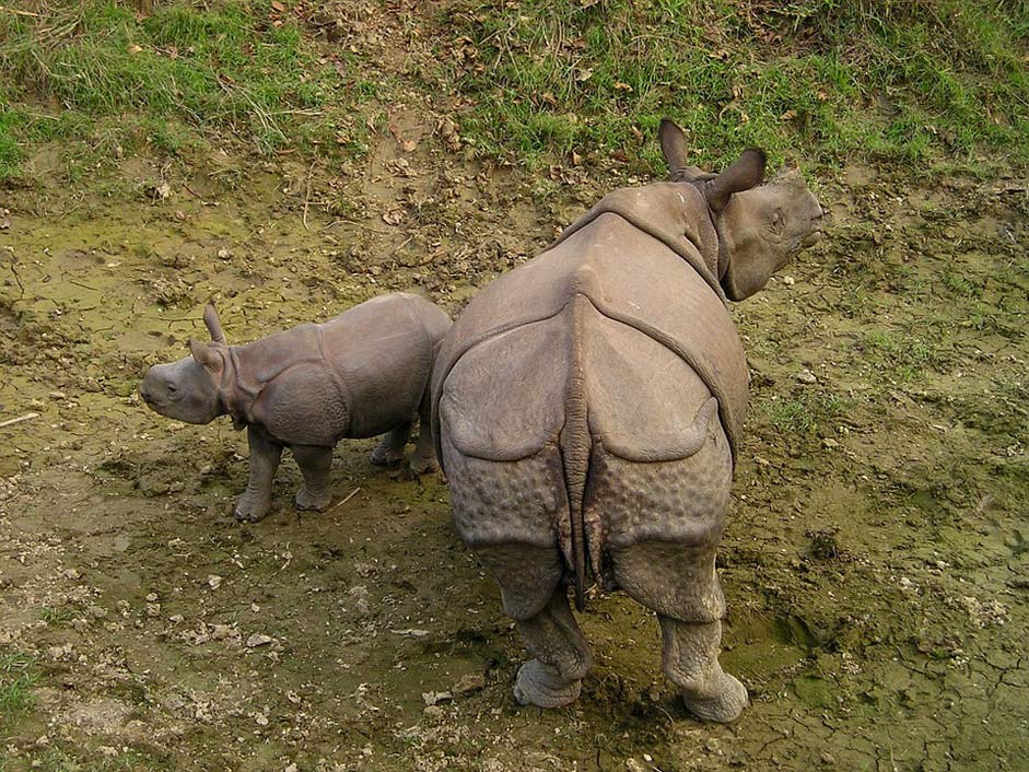 Chitwan National-Park Nepal Rhino