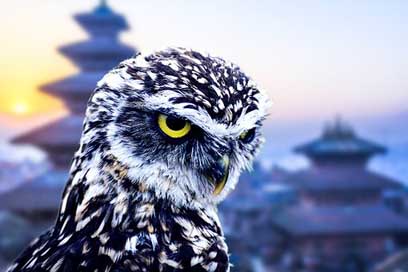 Owl Funny Cities City Picture
