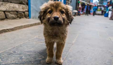 Cute Street-Dog Dog Puppy Picture