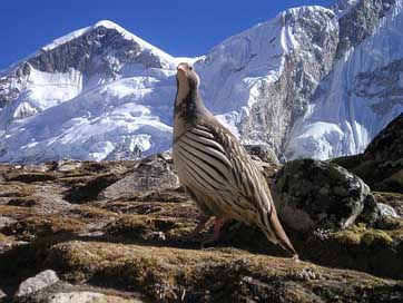 Nepal Wilderness Bird Himalayas Picture