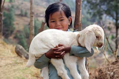 Nepal Trek Sherpa Lamb Picture