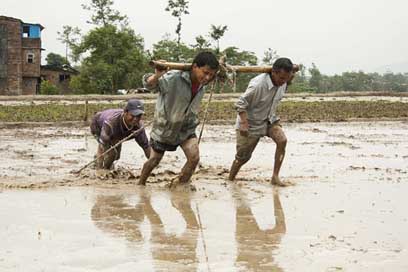 Human-Efforts Seeding Mud Men-At-Work Picture