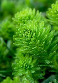 Water-Plant Algae Oxygenator Moss Picture