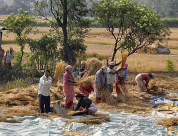 Nepal Wheat Gathering People Picture