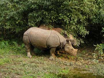 Rhino Chitwan National-Park Nepal Picture