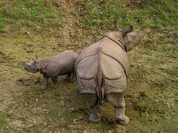 Rhino Chitwan National-Park Nepal Picture