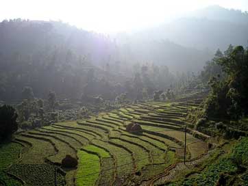 Nepal Cultivation Terraces Rice-Terraces Picture