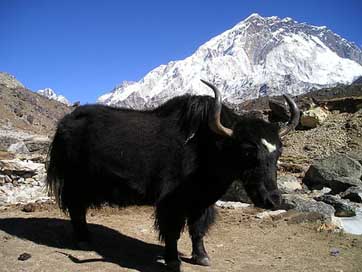 Nepal Ox Tibetan Yak Picture