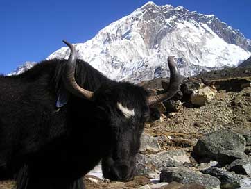 Nepal Ox Tibetan Yak Picture