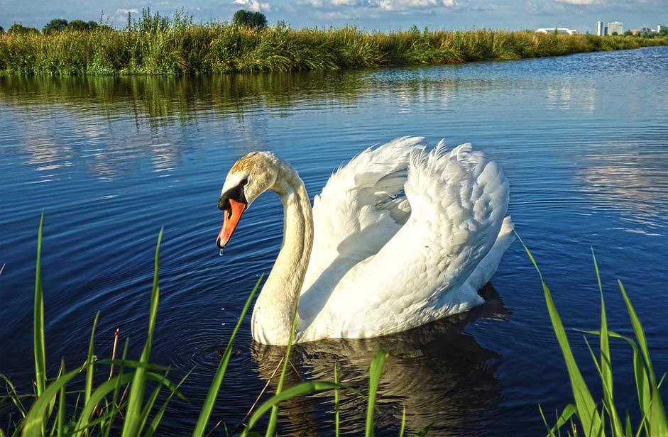 Swan Waterfowl Water-Bird Bird