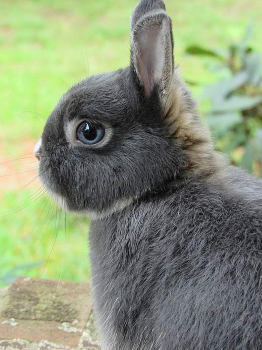 Dwarf Netherland Rabbit Bunny
