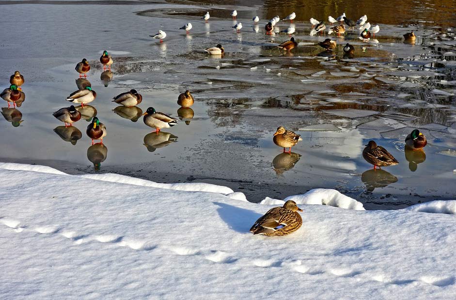 Frozen Pond Birds Ducks