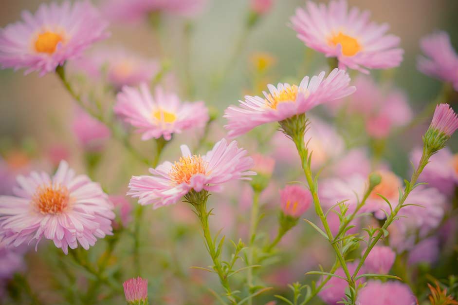 Pink-Flower Garden Nature Flowers