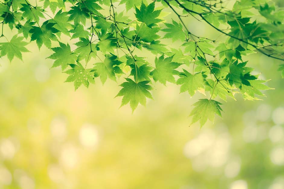 Yellow Nature Background Leaves