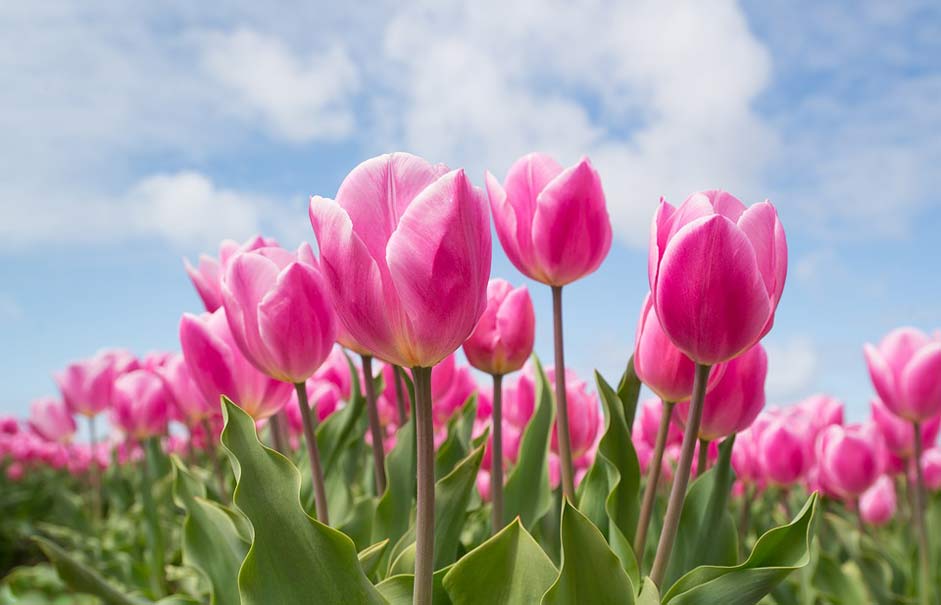 Field Bulb Tulip Pink