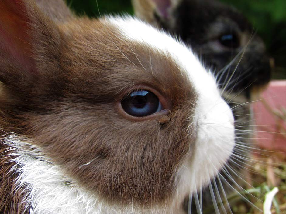 Adorable Cute Netherland-Dwarf Rabbit