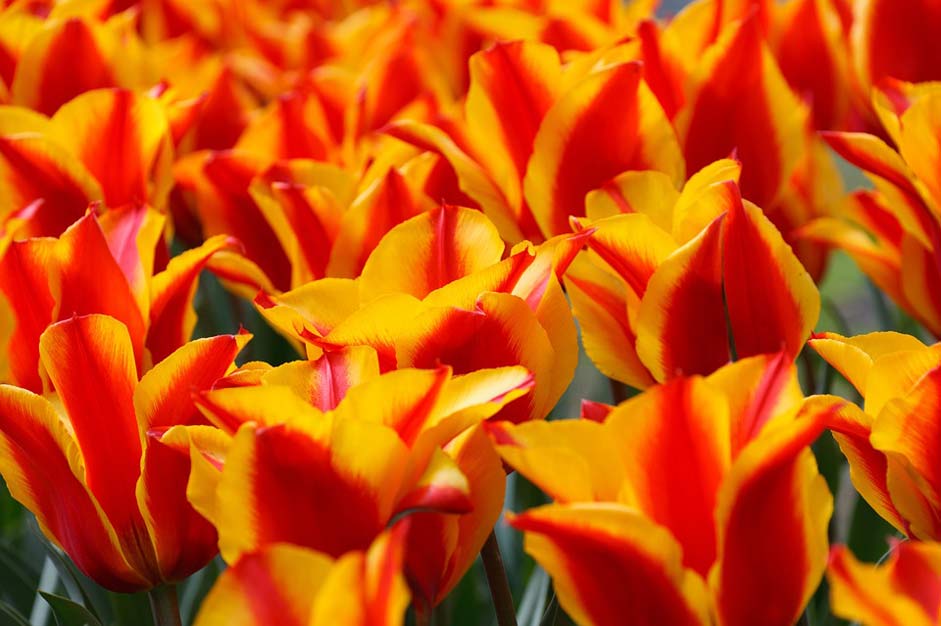 Tulip Tulips Yellow Red