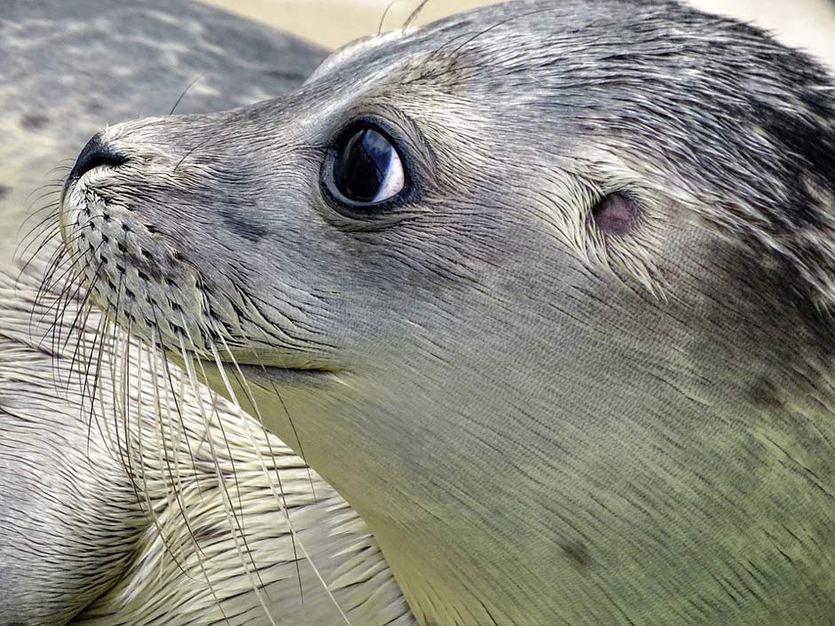 Aquatic-Animal Howler Seal Robbe