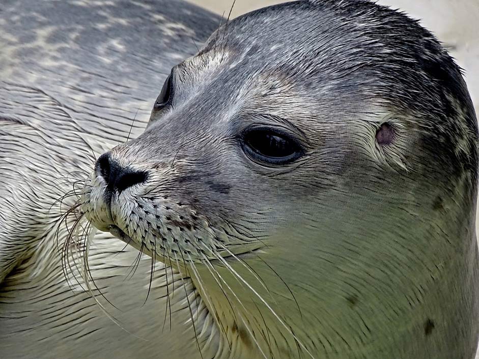 Young Small Seal Robbe