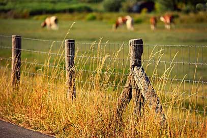 Fence Barrier Barbed-Wire Post Picture