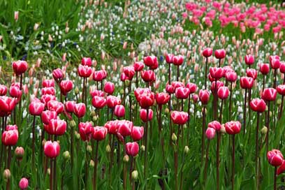 Beautiful Pink Blossom Bloom Picture