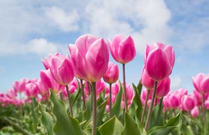 Pink Field Bulb Tulip Picture