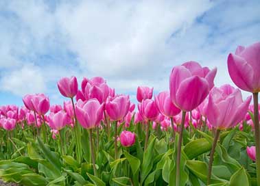 Pink Field Bulb Tulip Picture
