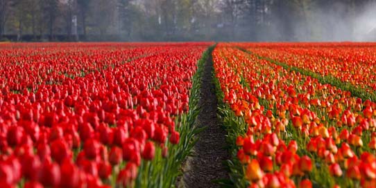 Tulips Fields Field Tulip Picture