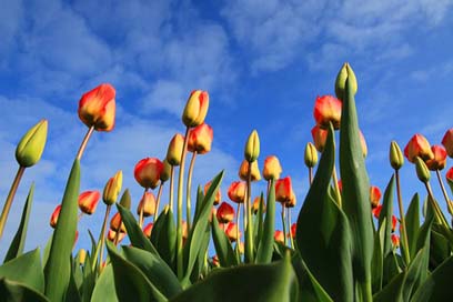 Tulips Fields Field Tulip Picture