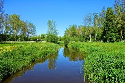 Water Grass Fields Creek Picture