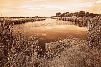 Waterway Rushes Jetty Banks Picture