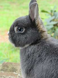 Bunny Dwarf Netherland Rabbit Picture