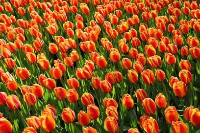 Tulips Red Orange Tulip Picture
