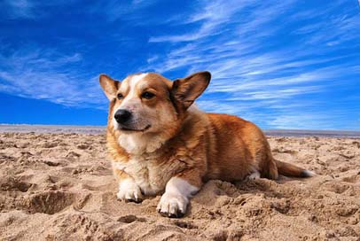 Welsh-Corgi Doggy Pet Dog Picture