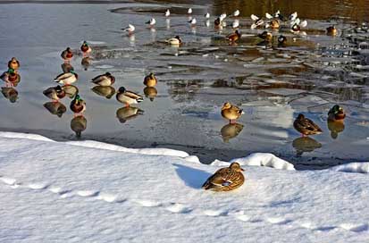 Ducks Frozen Pond Birds Picture