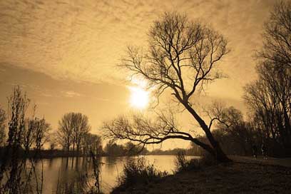 River Tree River-View Banks Picture