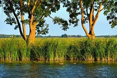 Water Rushes Shore River Picture